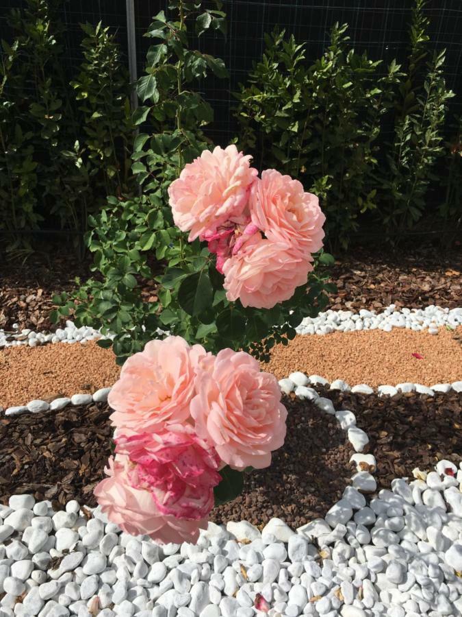 La Rosa Del Lago Bracciano  Dış mekan fotoğraf
